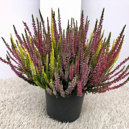 Beauty ladies v calluna