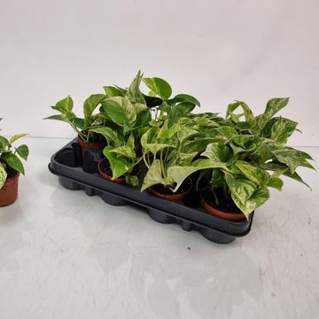 Epipremnum pinnatum 'Marble Queen'