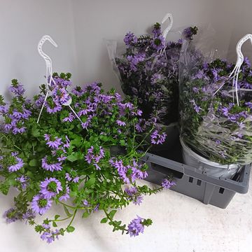 Scaevola aemula