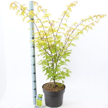 Acer palmatum 'Summer Gold'