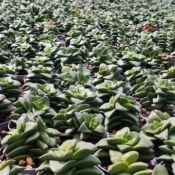 Crassula 'Springtime'