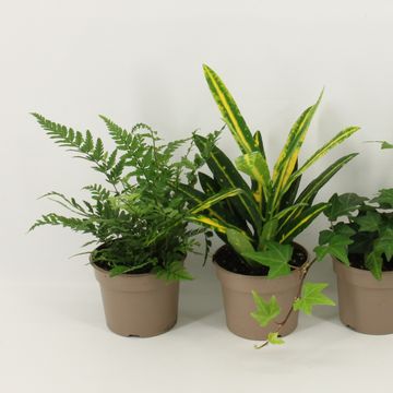 Houseplants MIX