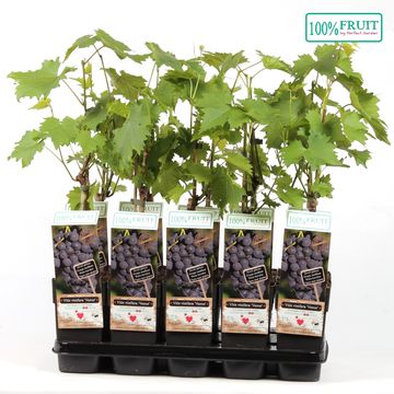 Vitis 'Venus'