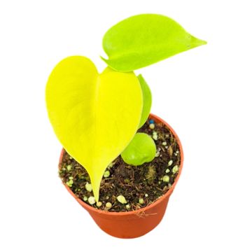 Monstera 'Lime Banana'