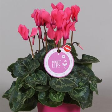 Cyclamen persicum SUPER SERIE S ALLURE MIX