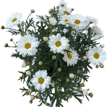 Argyranthemum frutescens DAISY CRAZY WHITE