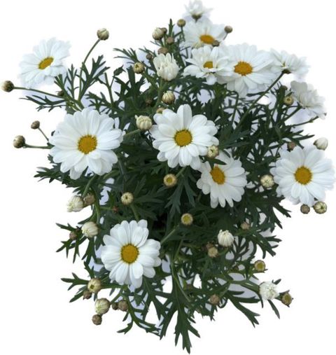 Argyranthemum frutescens DAISY CRAZY WHITE