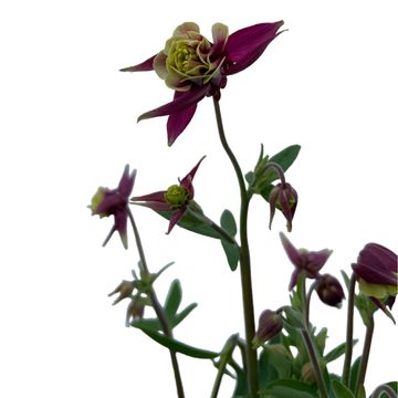 Aquilegia vulgaris 'Winky Red-White'