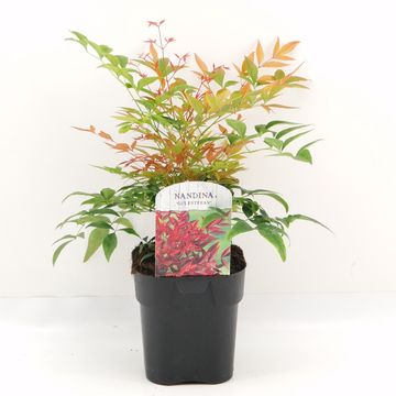 Nandina domestica 'Gulf Stream'