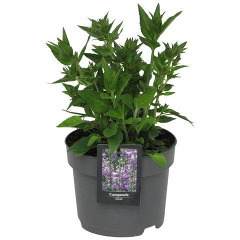 Campanula 'Viking'