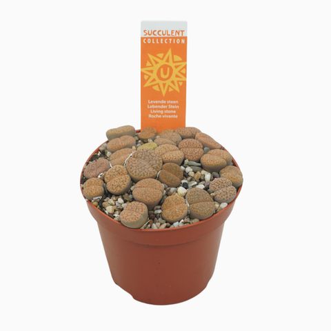 Lithops MIX