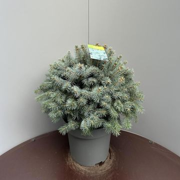 Picea pungens SUPER BLUE SEEDLING