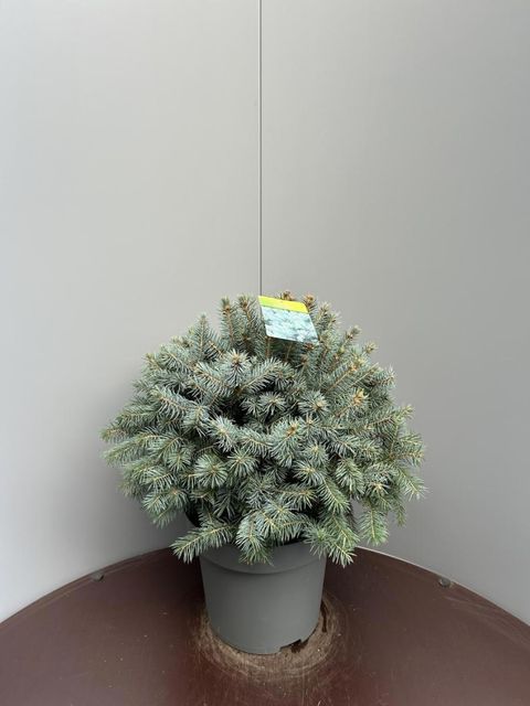 Picea pungens SUPER BLUE SEEDLING
