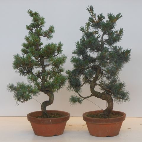 Pinus parviflora pentaphylla (Lodder Bonsai)