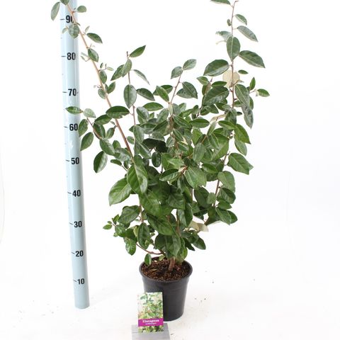 Elaeagnus x ebbingei