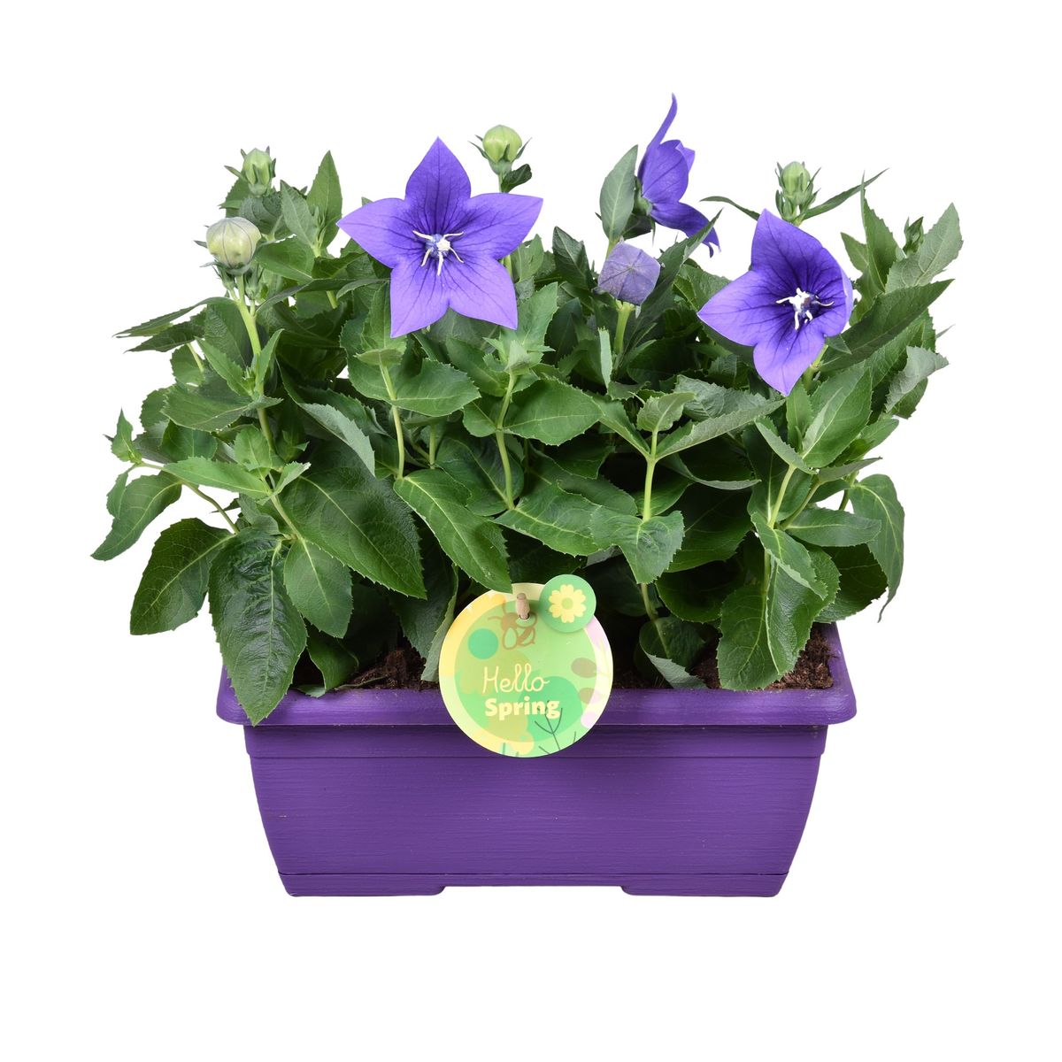 Arrangement Platycodon — Plant Wholesale FlorAccess