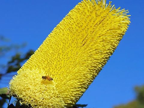 Banksia praemorsa 'Lemon'
