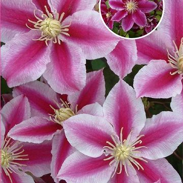 Clematis ANGELA (EL)