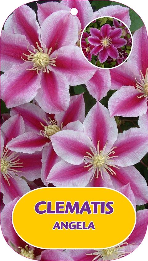 Clematis ANGELA (EL)