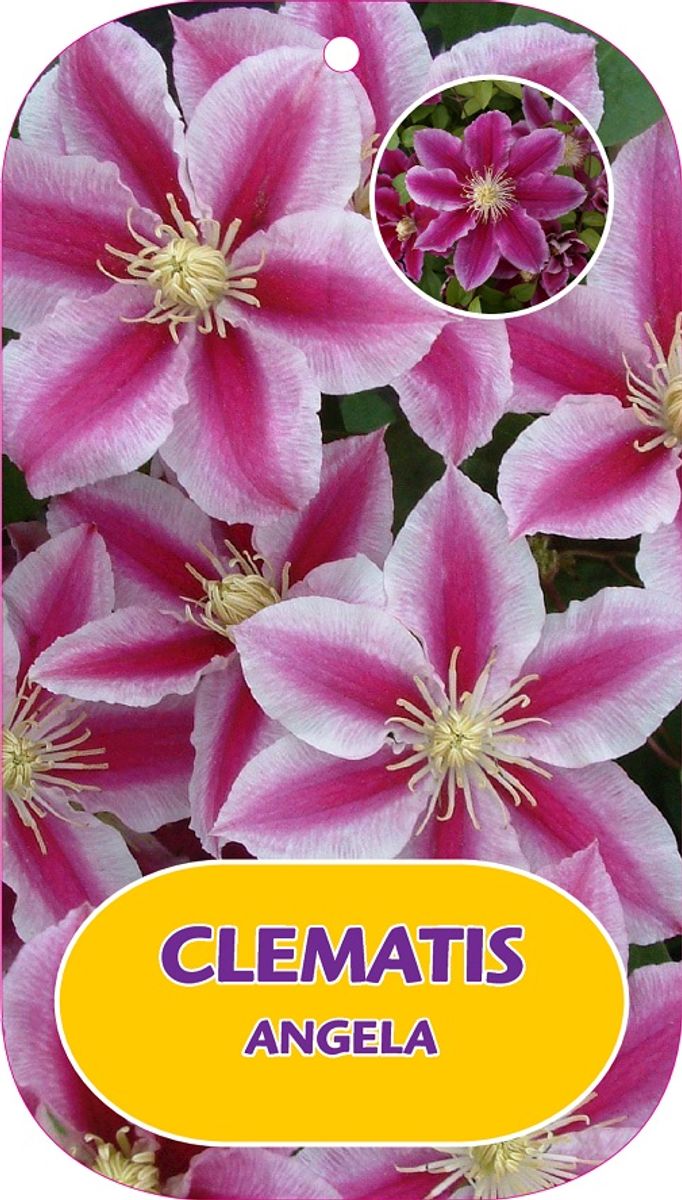 Clematis ANGELA (EL) — Plant Wholesale FlorAccess