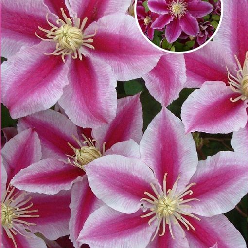 Clematis ANGELA (EL)