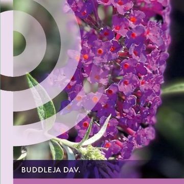 Buddleja davidii 'Nanho Purple'
