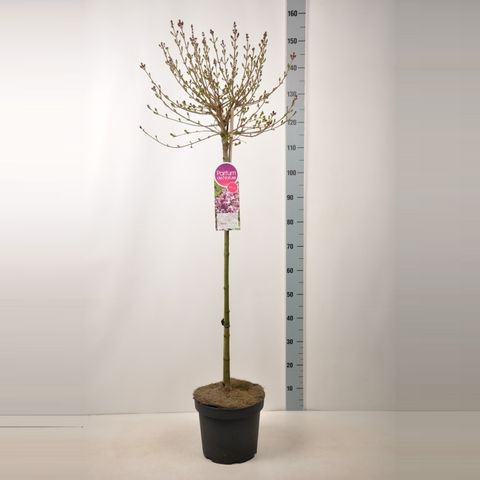 Syringa meyeri 'Palibin'