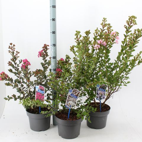 Lagerstroemia indica WITH LOVE MIX