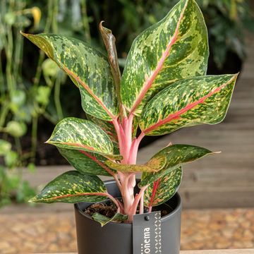 Aglaonema 'Paradise Red'