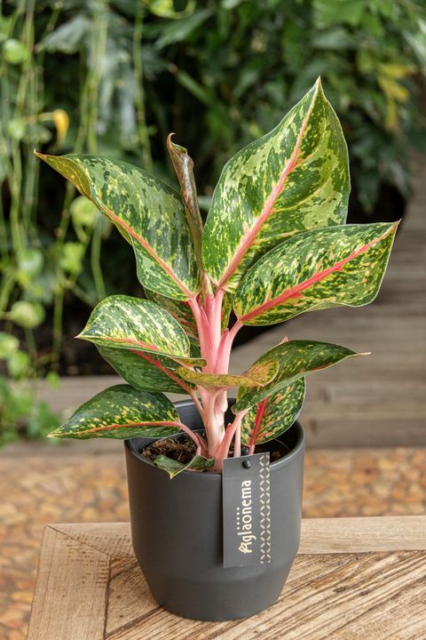 Aglaonema 'Paradise Red'