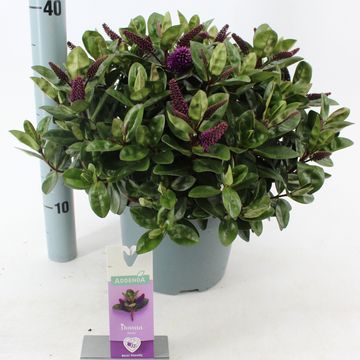 Hebe HEBEDONNA ALEXA