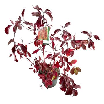 Cornus alba BATON ROUGE