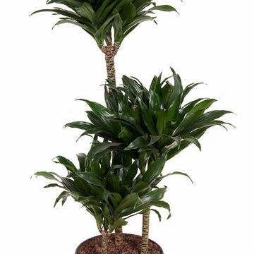 Dracaena fragrans 'Compacta'