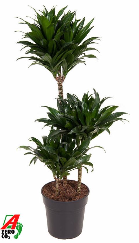 Dracaena fragrans 'Compacta'