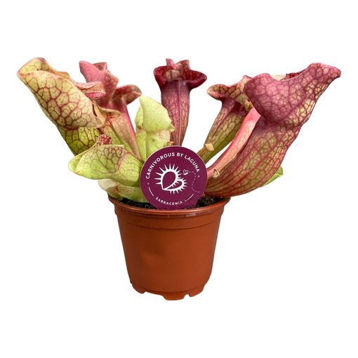 Sarracenia 'Ewelina'