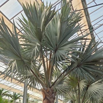 Bismarckia nobilis