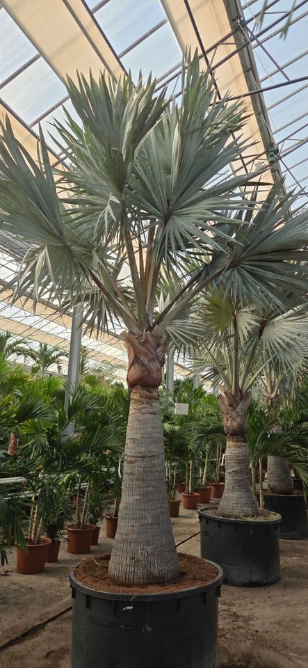 Bismarckia nobilis
