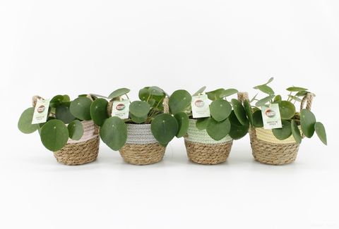 Pilea peperomioides