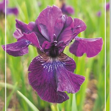 Iris sibirica 'Purplelicious'