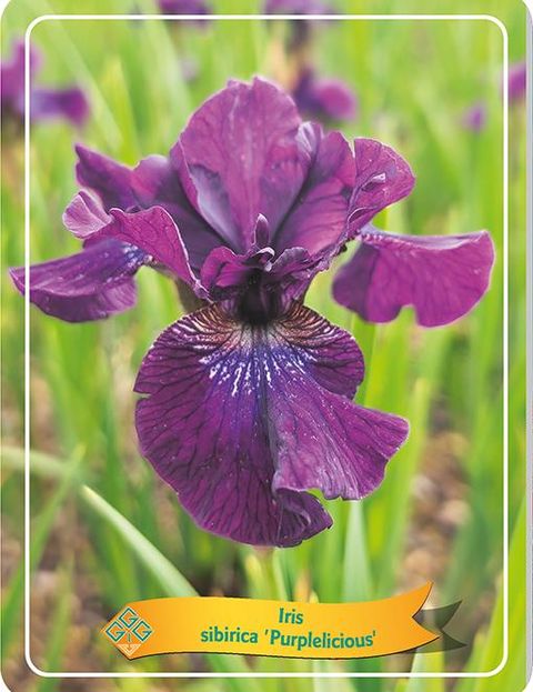 Iris sibirica 'Purplelicious'