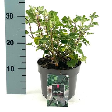 Lavatera 'Barnsley Baby'