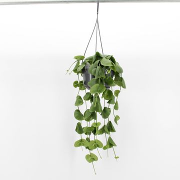 Dischidia platyphylla