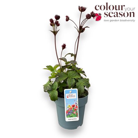 Astrantia 'Star of Passion'