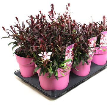 Gaura lindheimeri GAUDI PINK