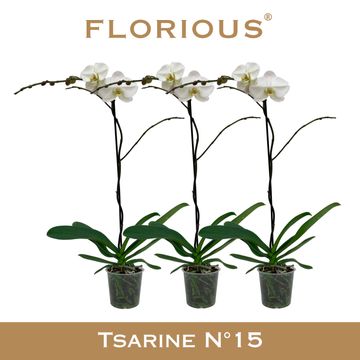 Phalaenopsis 'Tsarine'