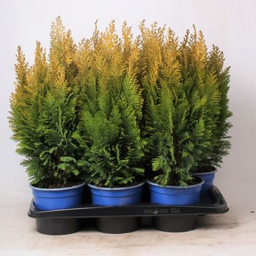 Chamaecyparis lawsoniana 'Ellwood's Empire'