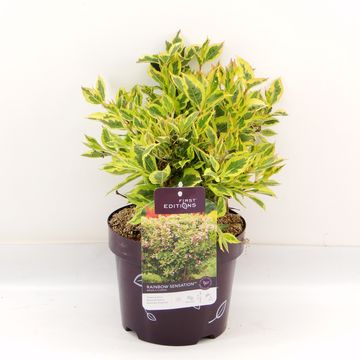 Weigela florida RAINBOW SENSATION