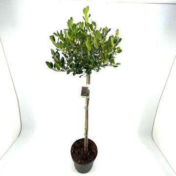 Ilex aquifolium 'J.C.  van Tol'