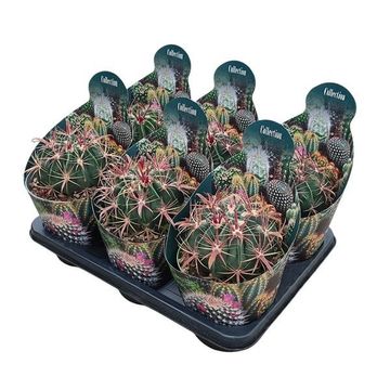 Ferocactus latispinus