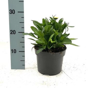 Leucanthemum vulgare